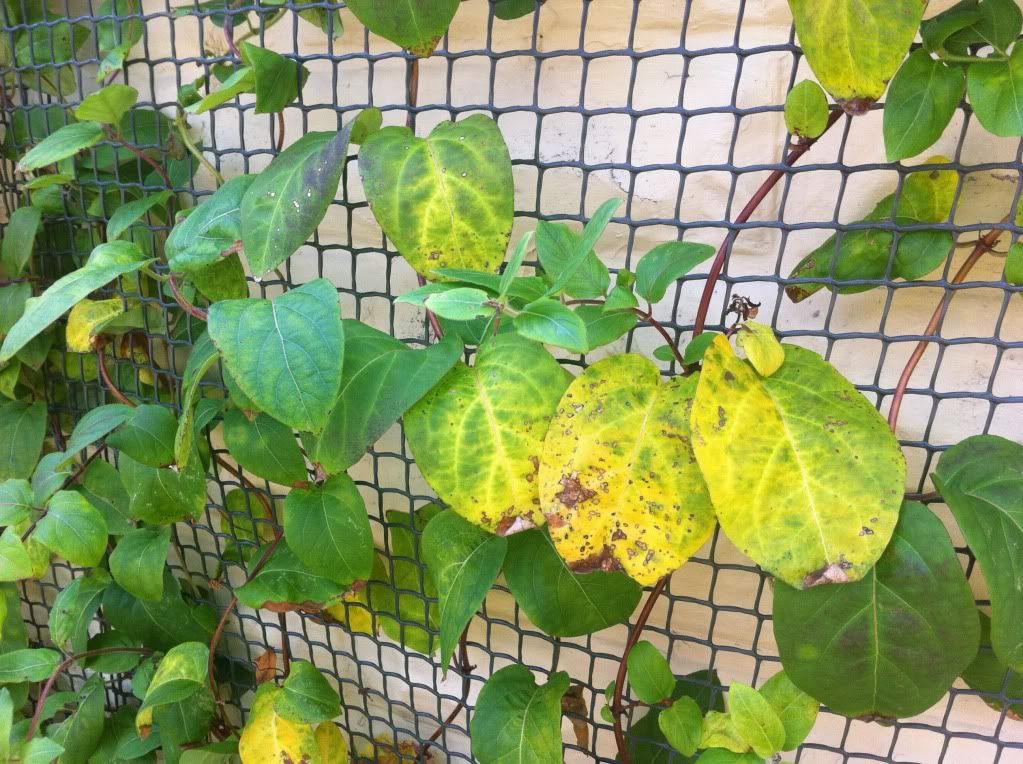 علت زرد شدن برگ های پیچ امین الدوله